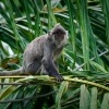 Hulman stribrny - Trachypithecus cristatus - Silvered leaf monkey or Silvery langur o8795